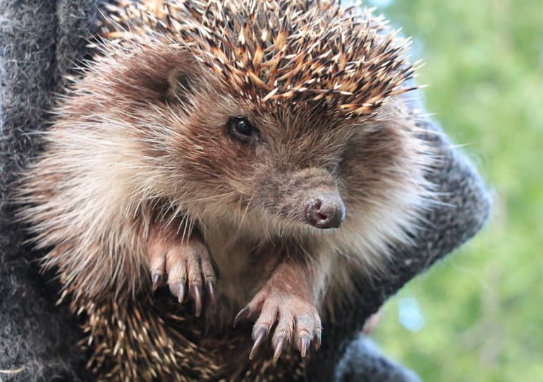 Еж обыкновенный &mdash; описание, среда обитания и продолжительность жизни животного