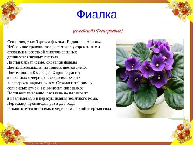 «ФИАЛКА» — проверочное слово к букве «И»