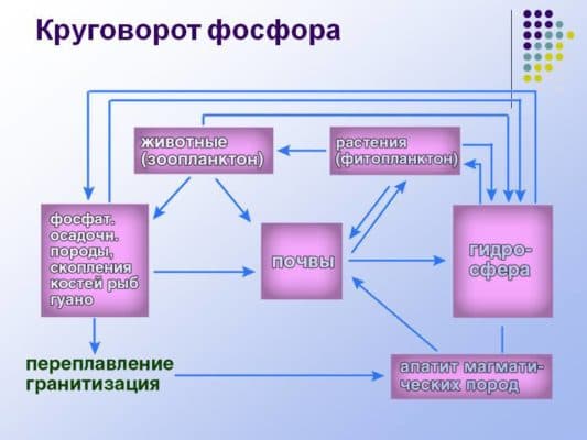 Фосфор – электронная формула, физические свойства, молярная масса (химия, 9 класс)