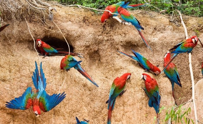 Глина горная порода – происхождение, состав и описание кратко (3 класс, окружающий мир)