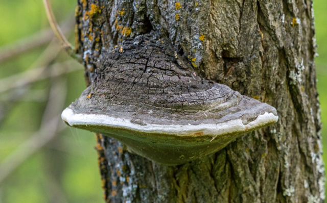 Грибы &ndash; сообщение и рассказ о съедобных грибах, описание для детей для доклада (3 класс, окружающий мир)
