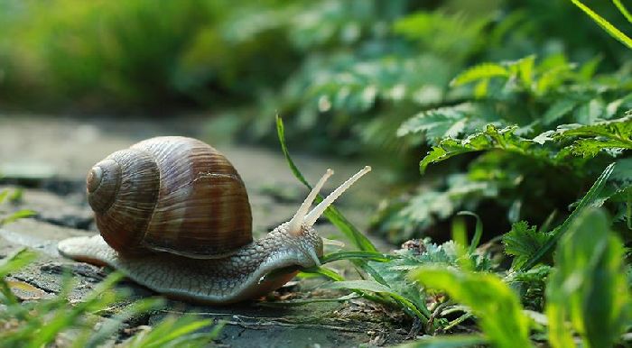 Группы животных &ndash; какие существуют виды и признаки с названиями (4 класс, окружающий мир)