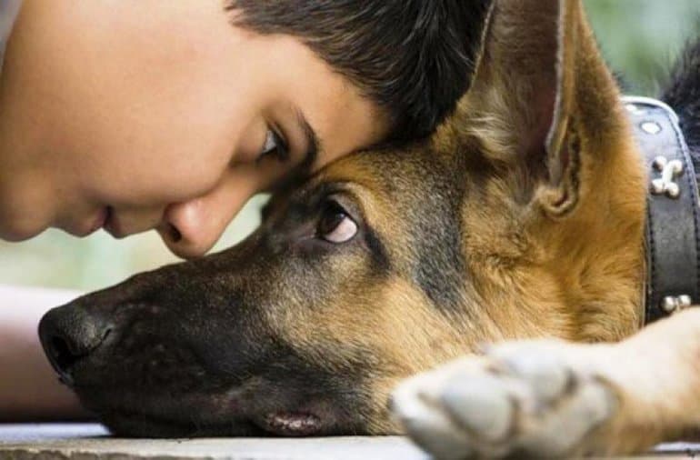 «Хлеб для собаки» — краткое содержание рассказа Владимира Тендрякова