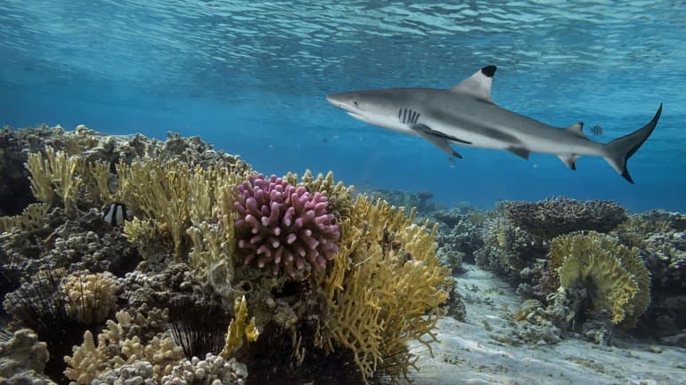 Индийский океан — географическое положение, описание и особенности самого теплого океана