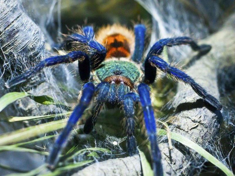 Интересные факты о паукообразных &mdash; описание для 2 класса