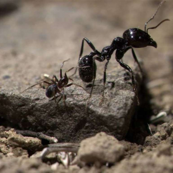 Интересные факты о паукообразных &mdash; описание для 2 класса