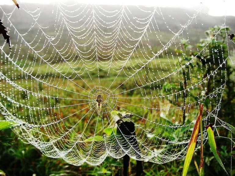 Интересные факты о паукообразных &mdash; описание для 2 класса