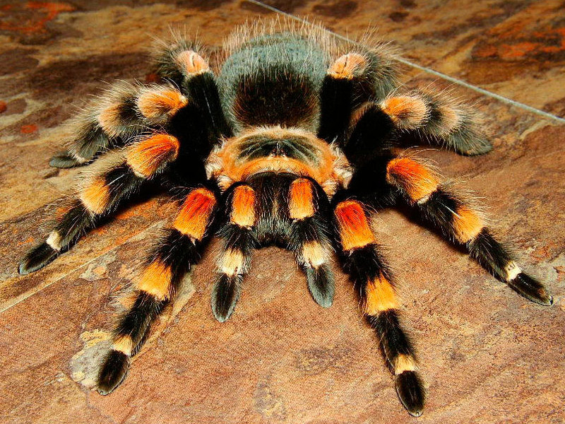 Интересные факты о паукообразных &mdash; описание для 2 класса