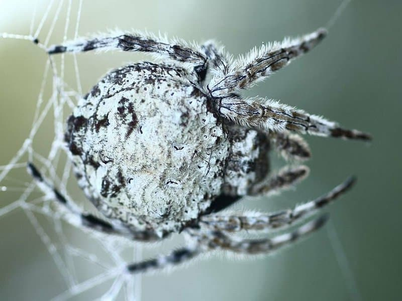 Интересные факты о паукообразных &mdash; описание для 2 класса