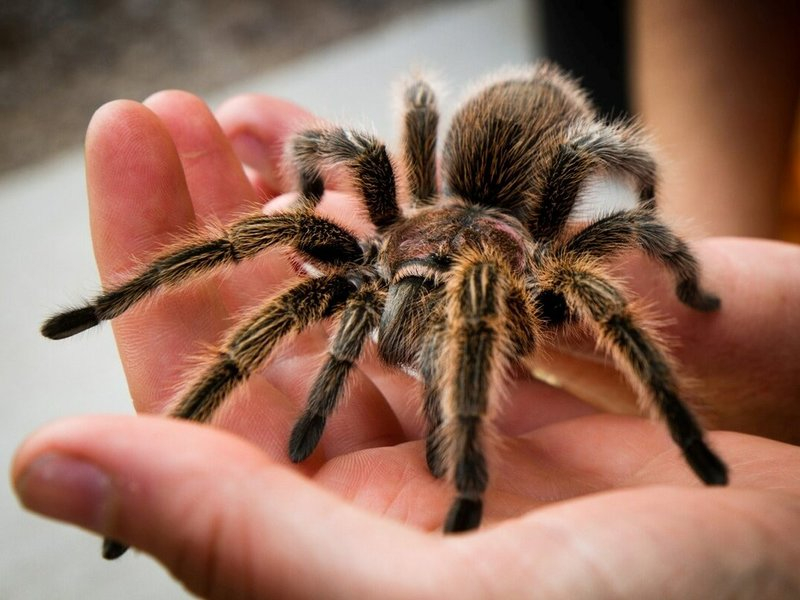 Интересные факты о паукообразных &mdash; описание для 2 класса