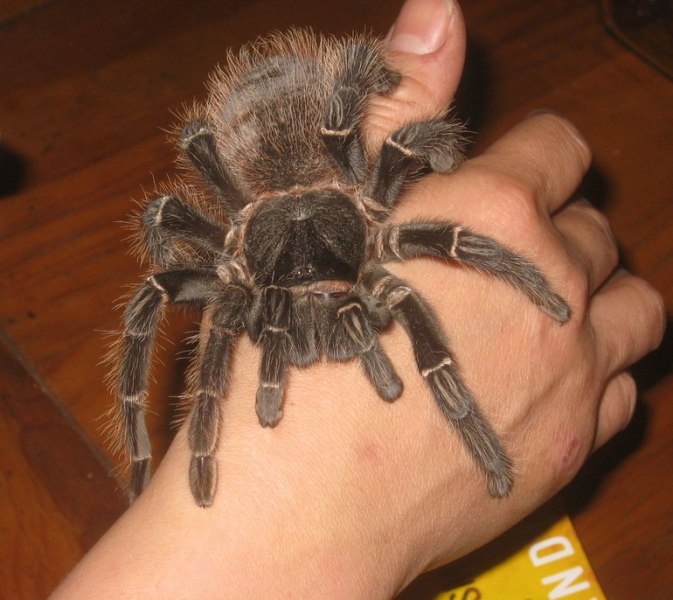 Интересные факты о паукообразных &mdash; описание для 2 класса