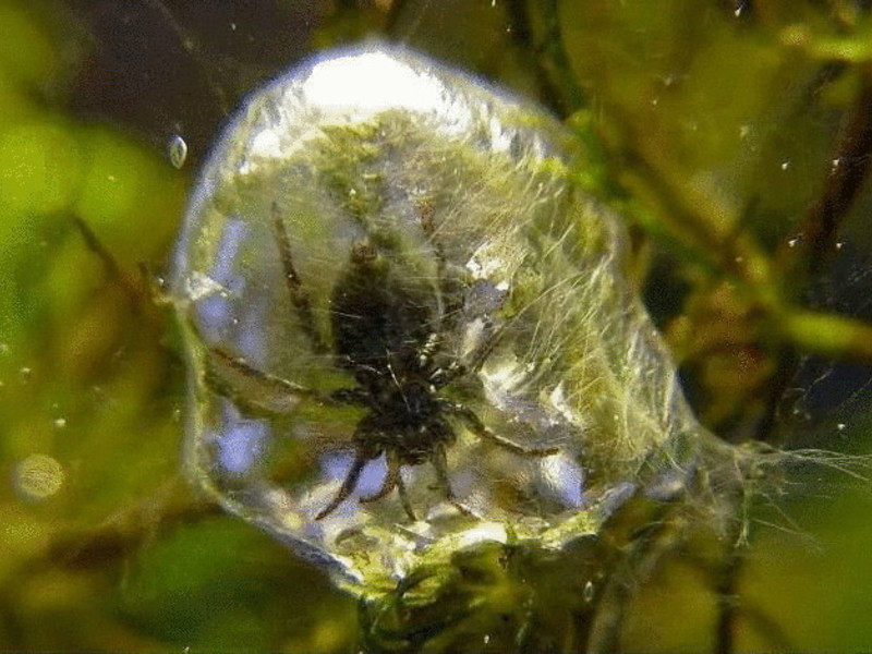 Интересные факты о паукообразных &mdash; описание для 2 класса