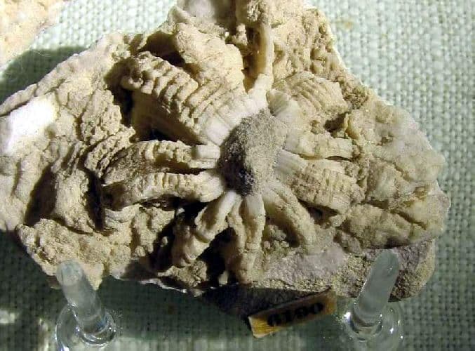 Изобретение пороха в Древнем Китае (5 класс) &ndash; кратко о последствиях