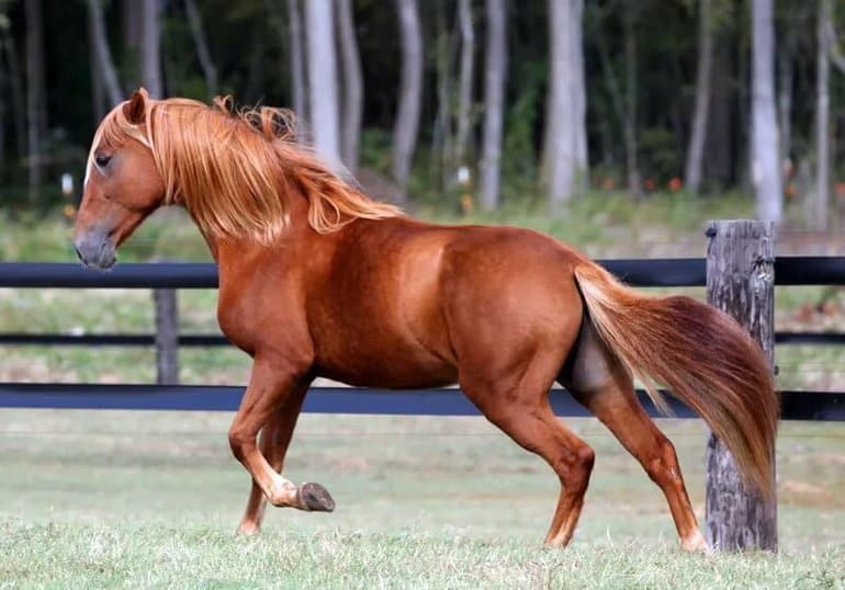 «Изумруд» — краткое содержание рассказа А.И. Куприна