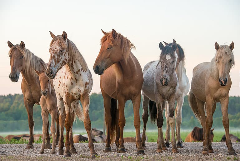 «Изумруд» — краткое содержание рассказа А.И. Куприна