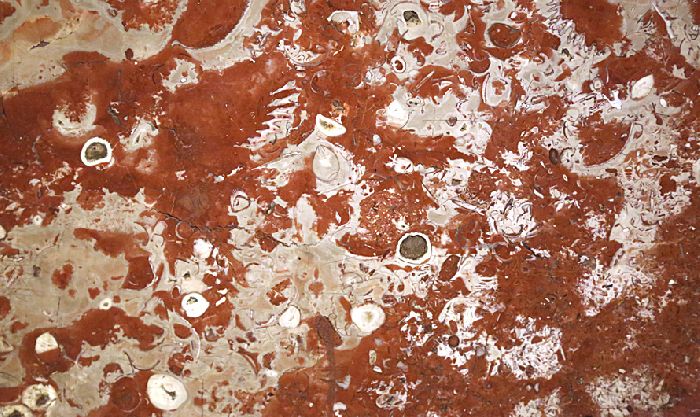 Известняк горная порода – происхождение, тип, характеристики и описание кратко (2 класс, окружающий мир)