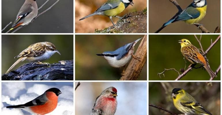 Известные перелетные и зимующие птицы России