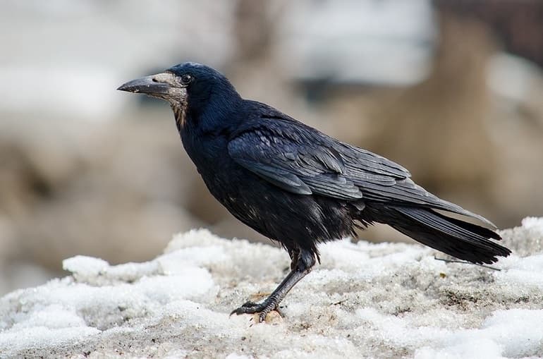 Известные перелетные и зимующие птицы России