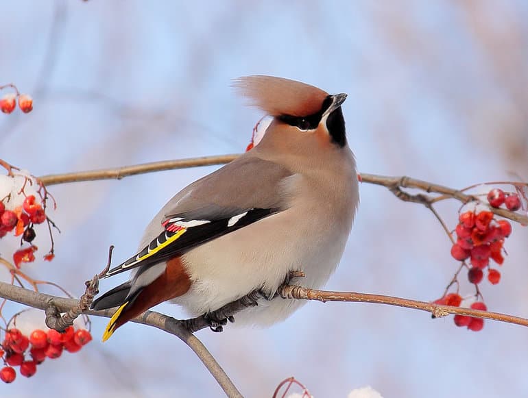 Известные перелетные и зимующие птицы России