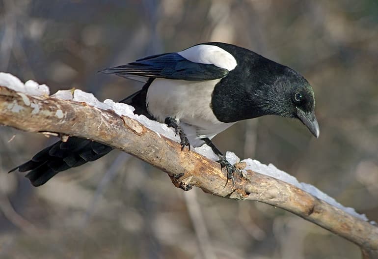 Известные перелетные и зимующие птицы России