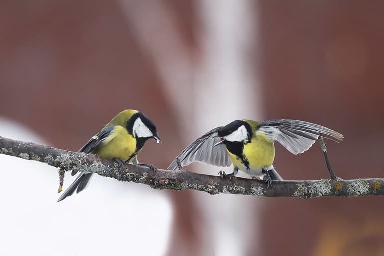 Известные перелетные и зимующие птицы России