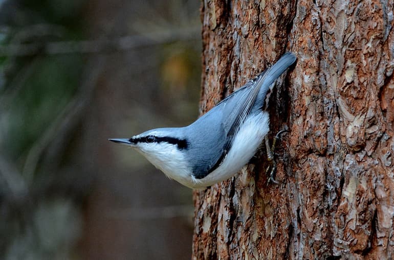 Известные перелетные и зимующие птицы России