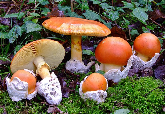 Ядовитые грибы &ndash; названия опасных грибов для доклада детям кратко (3 класс, окружающий мир)