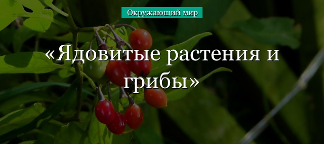 Ядовитые растения и грибы – кратко для сообщения или доклада (3 класс, окружающий мир)