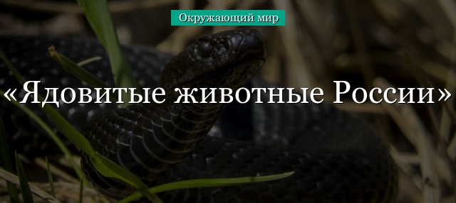 Ядовитые животные России – какие обитают ,список кратко (4 класс, окружающий мир)