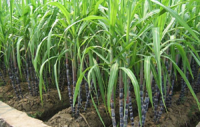 Южная Азия &ndash; островные государства, население