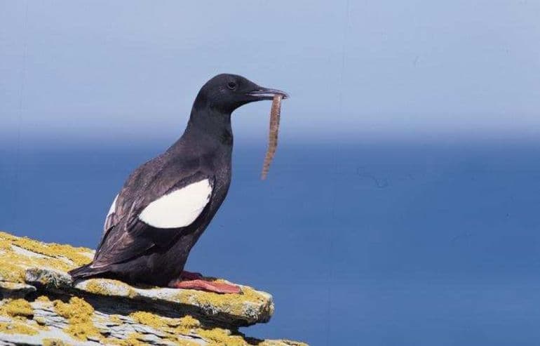 Кайра &mdash; краткое описание, осреда обитания и питание птицы