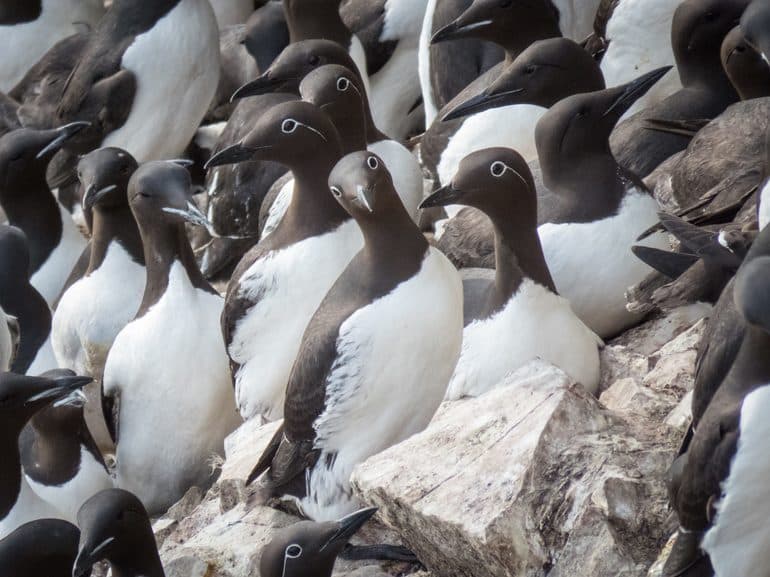 Кайра &mdash; краткое описание, осреда обитания и питание птицы