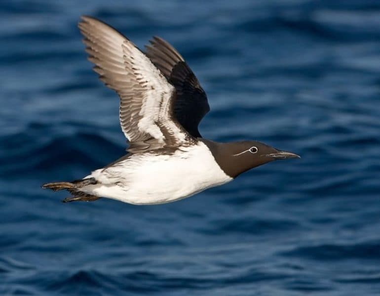 Кайра &mdash; краткое описание, осреда обитания и питание птицы