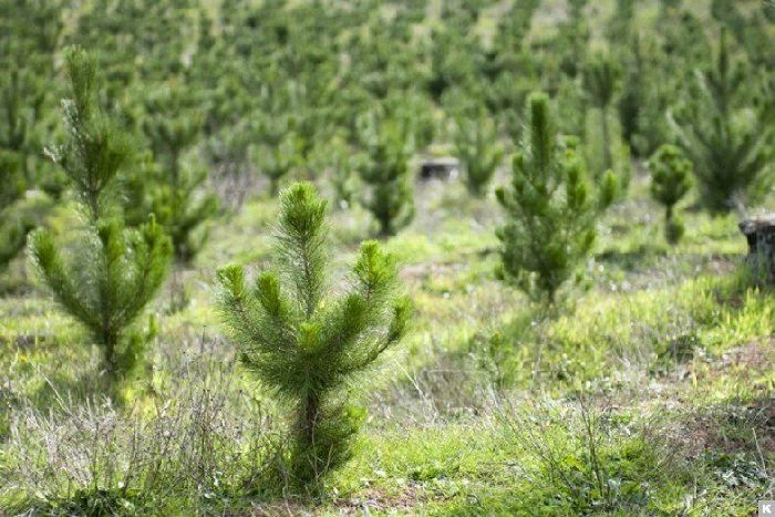 Как охраняют природу в России &ndash;&nbsp;охрана природы кратко (3 класс, окружающий мир)