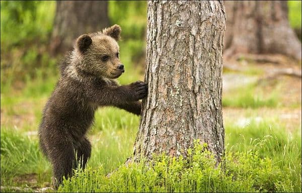 Как пишется слово «медвежОнок» или «медвежЁнок»?