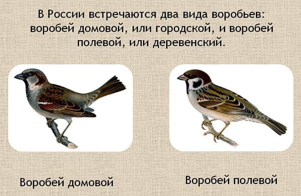 Как правильно писать слово «воробьи» или «воробъи»?