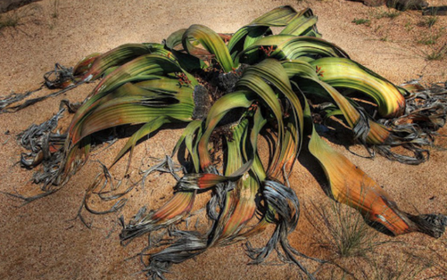 Как выживают растения в пустыне? &ndash; описание для детей для доклада, 2 класс