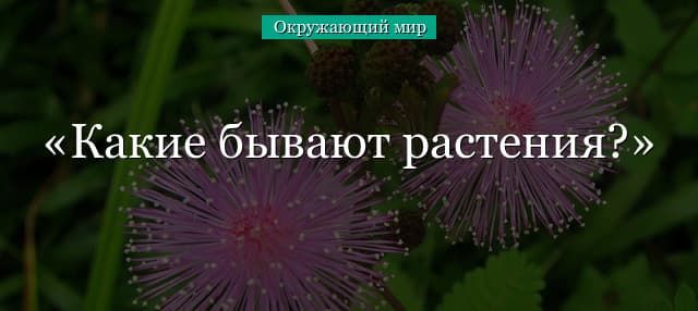 Какие бывают растения (2 класс) – группы и виды по окружающему миру