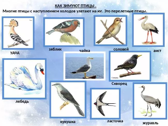 Какие птицы зимой улетают на юг?