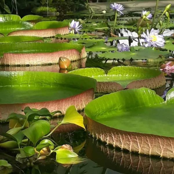 Какие растения называют влаголюбивыми и почему?