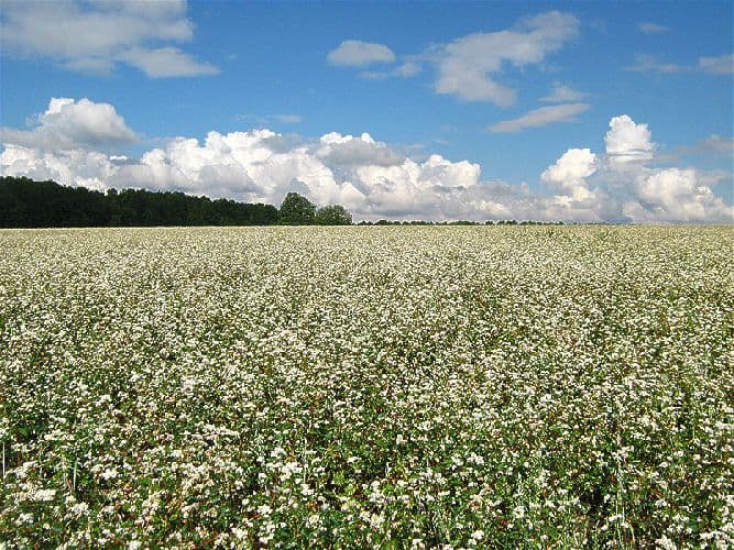 Какие равнины есть в России &ndash; таблица названий, расположение на карте списком для&nbsp;сообщения