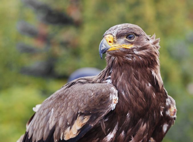 Какие животные обитают в степи &ndash; сведения для доклада или сообщения для детей (4 класс,&nbsp;окружающий мир)