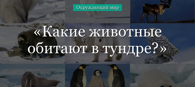 Какие животные обитают в тундре – список жителей кратко (4 класс)