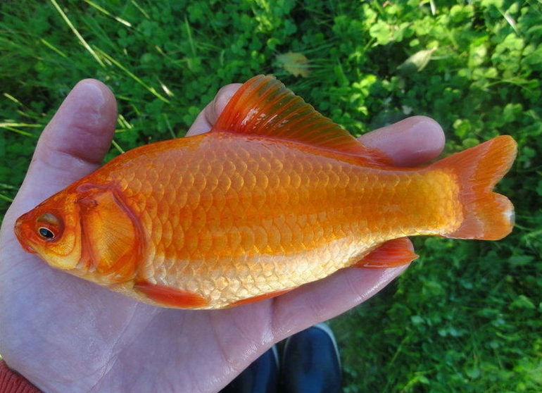 Карась &mdash; описание для детей, виды и интересные факты о рыбе