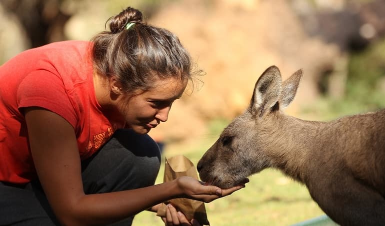 Кенгуру &mdash; описание, среда обитания и питание животного