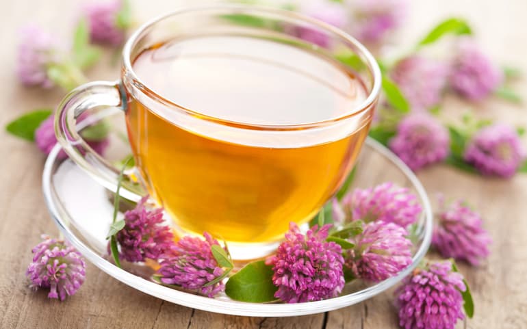 Клевер луговой — описание, характеристика и лечебные свойства растения