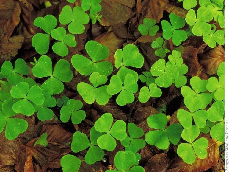 Клевер луговой — описание, характеристика и лечебные свойства растения