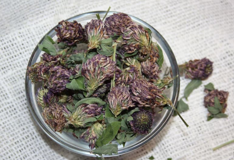 Клевер луговой — описание, характеристика и лечебные свойства растения