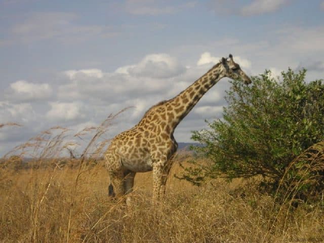 Климат Африки &ndash; типы и карта, кратко для урока географии в 7 классе