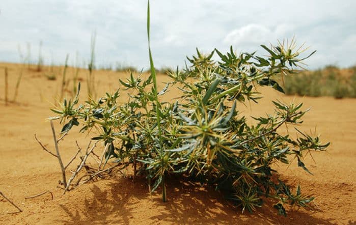 Климат пустыни – климатические особенности и природные условия кратко